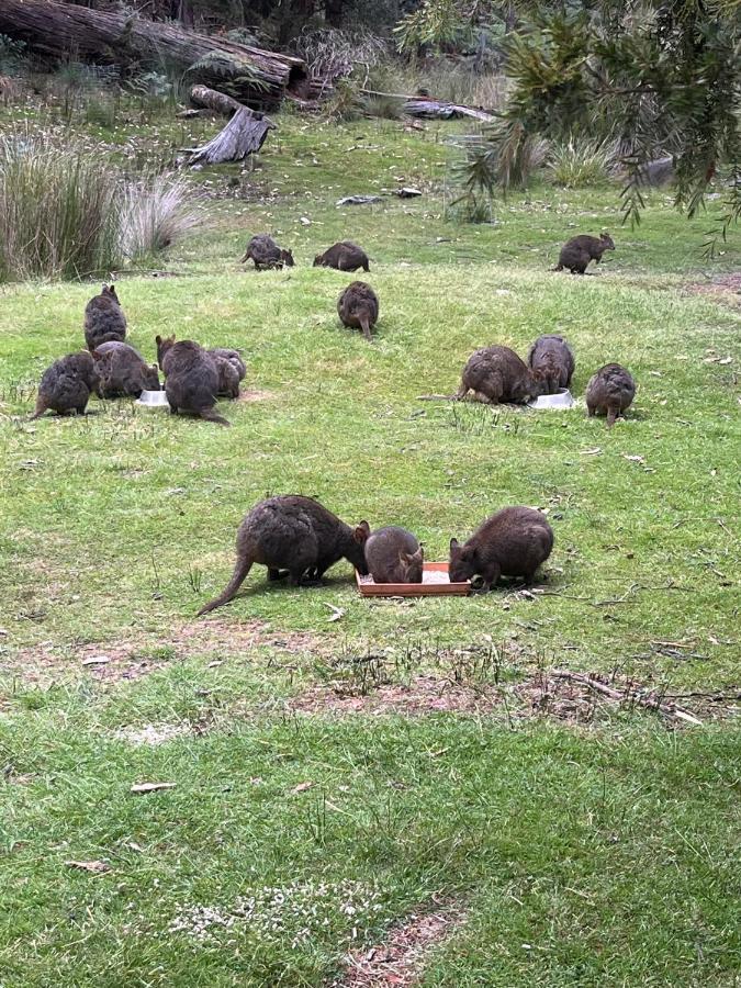 Base Camp Tasmania Hotel New Norfolk Luaran gambar