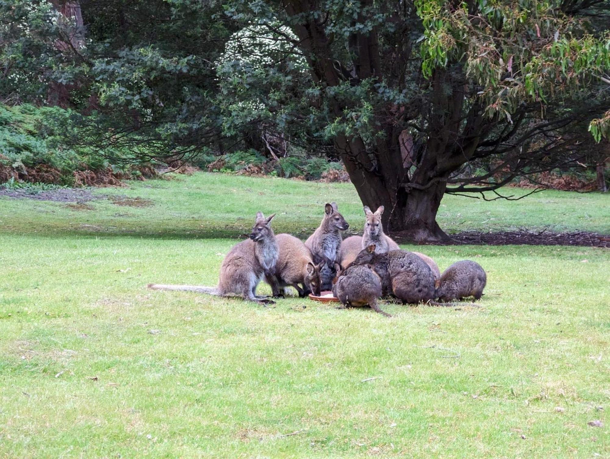 Base Camp Tasmania Hotel New Norfolk Luaran gambar